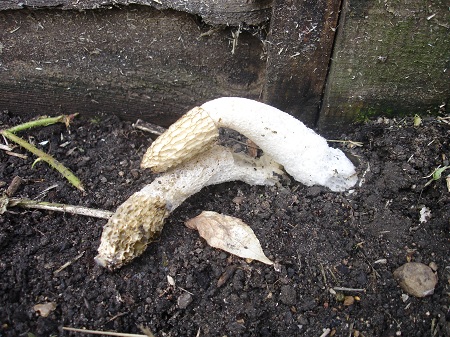 stinkhorn.jpg