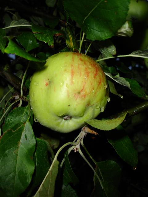 apple.jpg