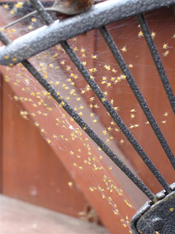 baby_spiders.jpg
