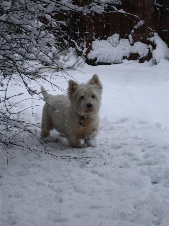 doginsnow2007.jpg